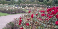 Regent´s Park-růžová zahrada.JPG