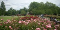 Regent´s Park-růžová zahrada.jpg
